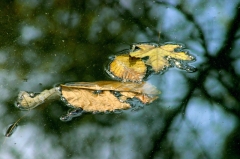 fallen leaves � Dave Hickey (hicspix)